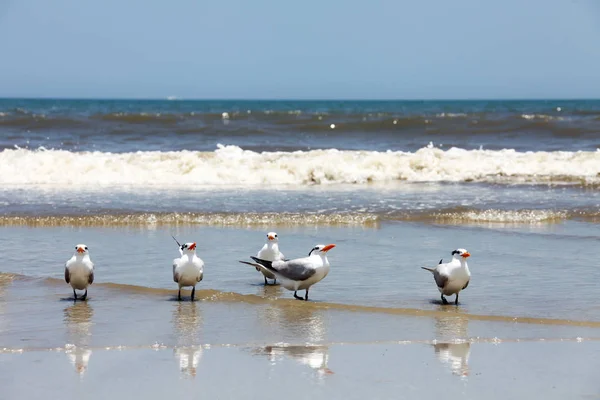 Atlantic coast Florida üzerinde Kraliyet Sumru