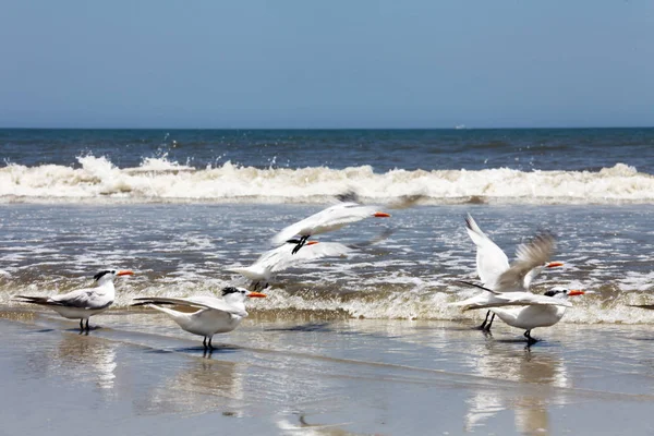 Königsseeschwalbe Der Atlantikküste Floridas — Stockfoto