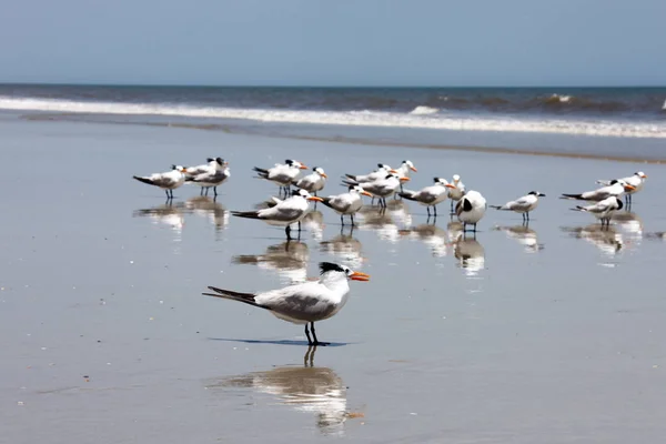 Königsseeschwalbe Der Atlantikküste Floridas — Stockfoto