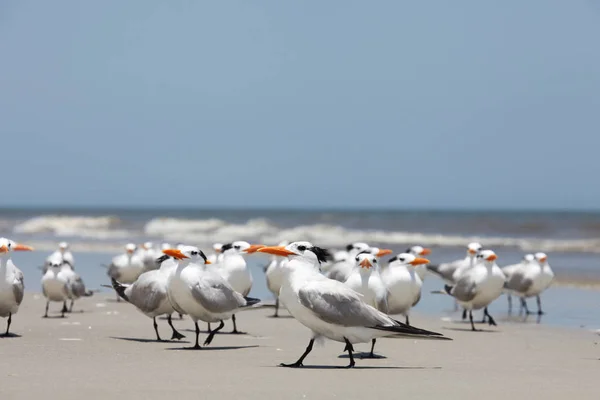 Königsseeschwalbe Der Atlantikküste Floridas — Stockfoto