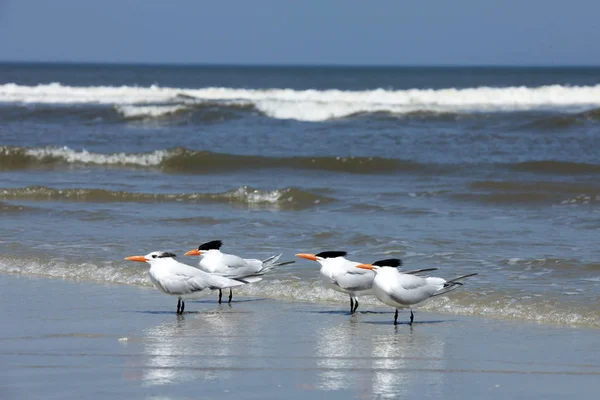 Atlantic coast Florida üzerinde Kraliyet Sumru