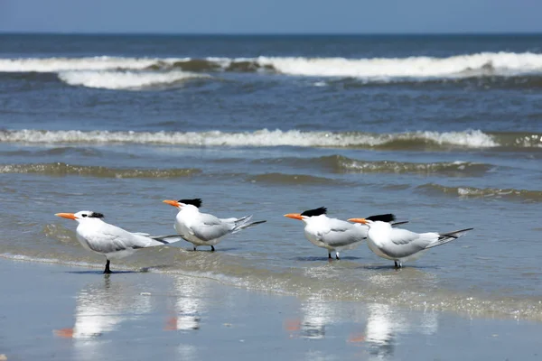 Königsseeschwalbe Der Atlantikküste Floridas — Stockfoto