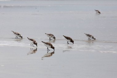 sandpipers on the Atlantic coast of Florida clipart