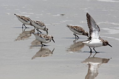 Çulluk Atlantic coast Florida üzerinde