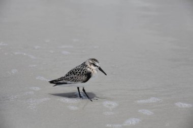 Çulluk Atlantic coast Florida üzerinde