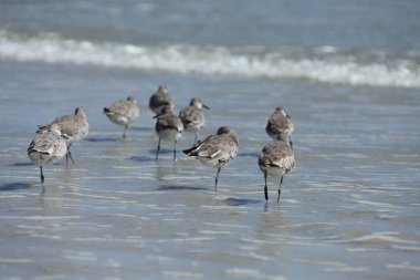 Çulluk Atlantic coast Florida üzerinde
