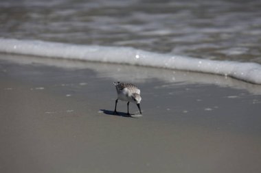 Çulluk Atlantic coast Florida üzerinde