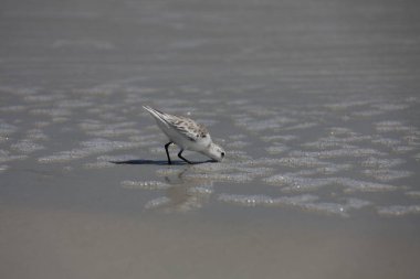 Çulluk Atlantic coast Florida üzerinde