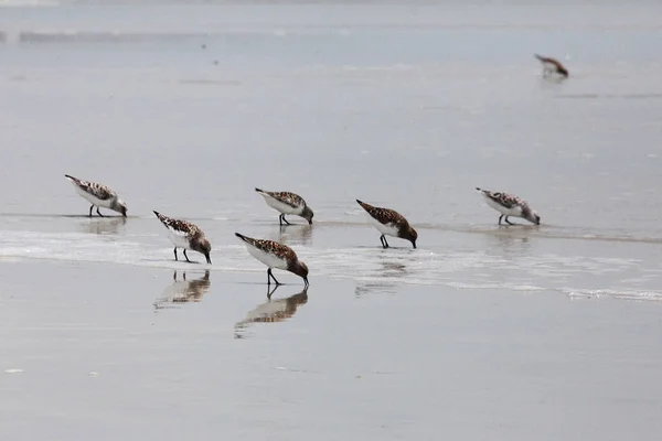 Sandpipers Costa Atlântica Flórida — Fotografia de Stock