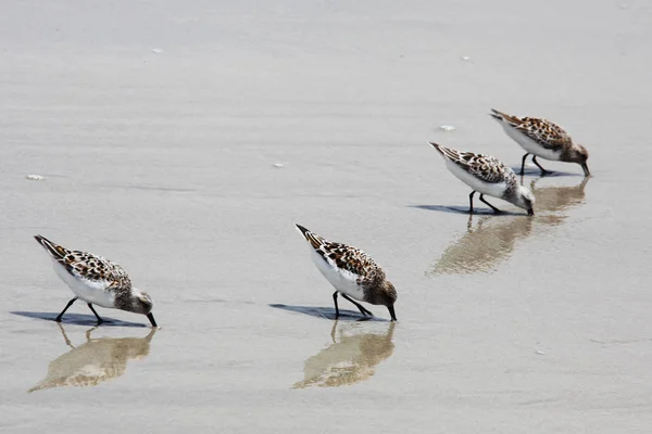 Sandpipers Costa Atlântica Flórida — Fotografia de Stock