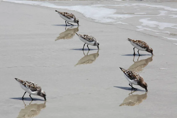 Sandpipers Costa Atlântica Flórida — Fotografia de Stock