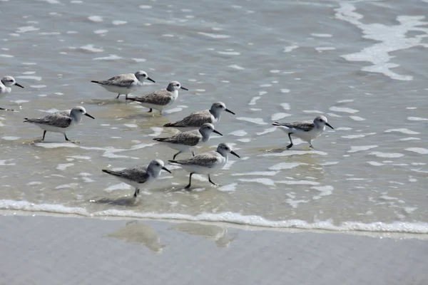 Sandpipers Costa Atlántica Florida — Foto de Stock