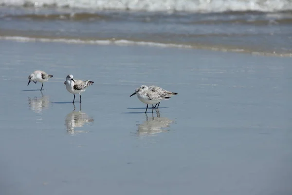 Sandpipers Costa Atlântica Flórida — Fotografia de Stock