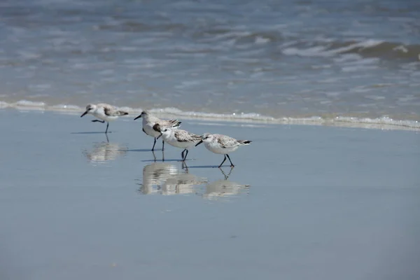 Sandpipers Costa Atlântica Flórida — Fotografia de Stock