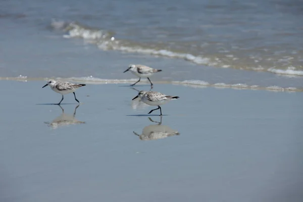 Sandpipers Costa Atlântica Flórida — Fotografia de Stock