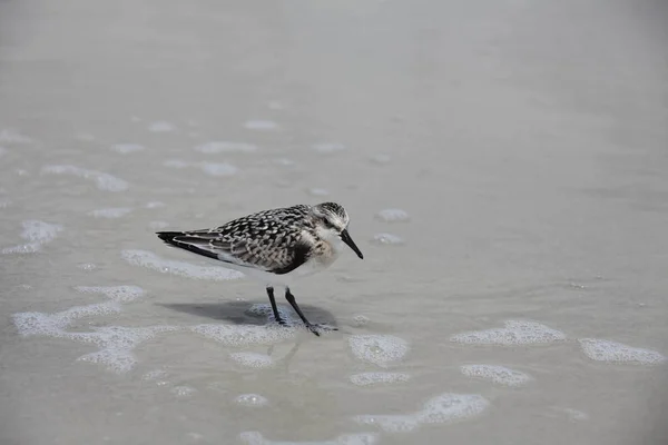 Sandpipers Costa Atlântica Flórida — Fotografia de Stock