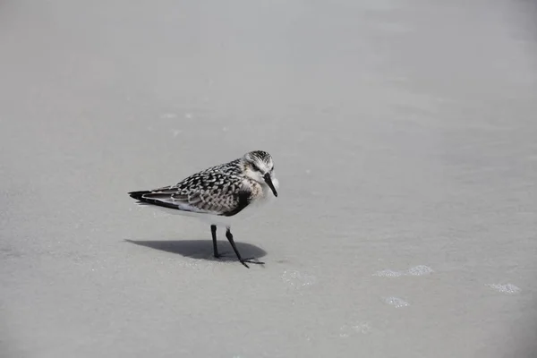 Sandpipers Costa Atlántica Florida — Foto de Stock