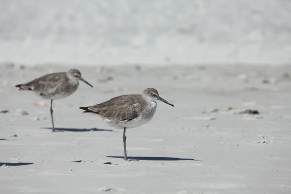 Sandpipers Costa Atlântica Flórida — Fotografia de Stock