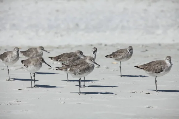 Sandpipers Costa Atlântica Flórida — Fotografia de Stock