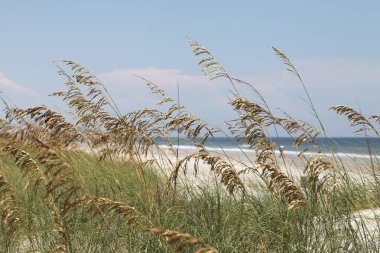 bir plajda denize yulaf