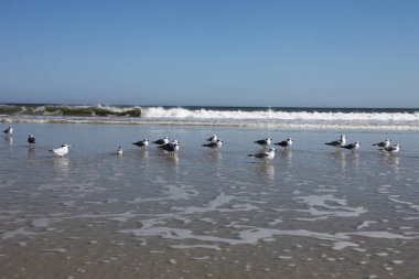 Florida 'nın Atlantik kıyısındaki martı