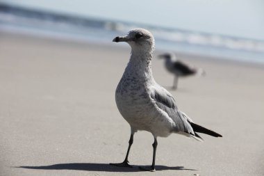 Florida 'nın Atlantik kıyısındaki martı