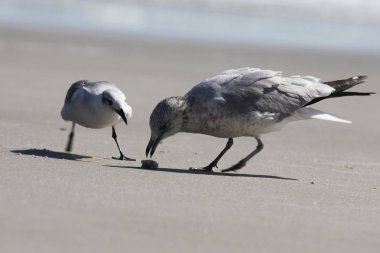 Florida 'nın Atlantik kıyısındaki martı