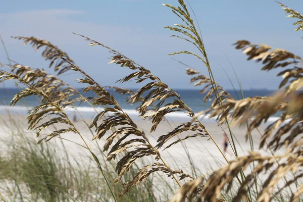 Avoine Mer Sur Une Plage — Photo