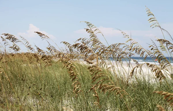 浜辺で海の麦 — ストック写真