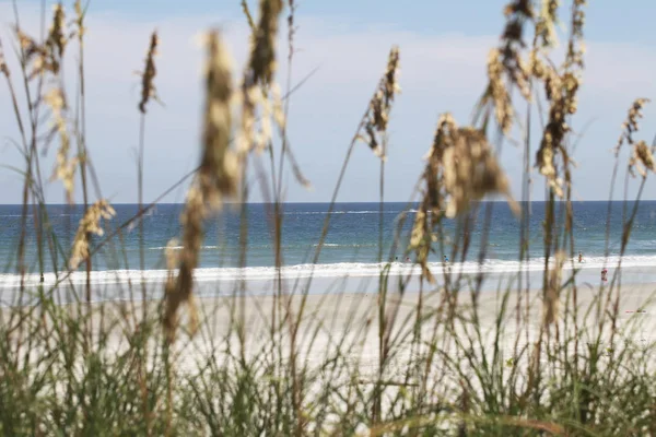 Avoine Mer Sur Une Plage — Photo