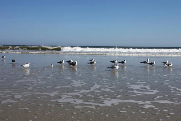 Möwe Der Atlantikküste Floridas — Stockfoto