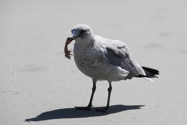 Möwe Der Atlantikküste Floridas — Stockfoto