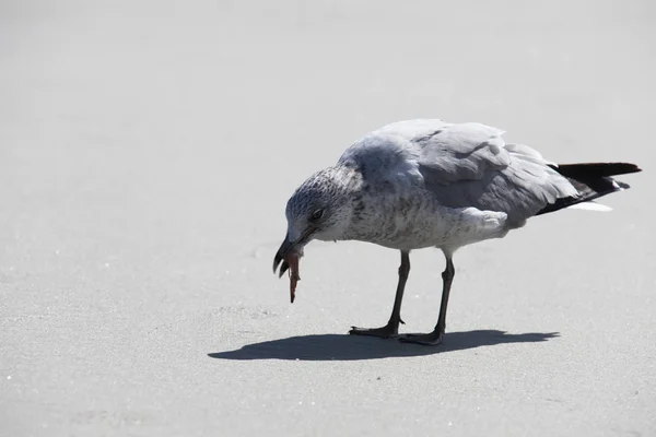 Gaivota Costa Atlântica Flórida — Fotografia de Stock