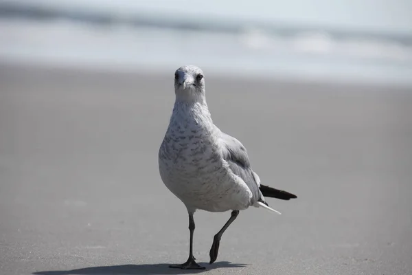 Mås Floridas Atlantkust — Stockfoto