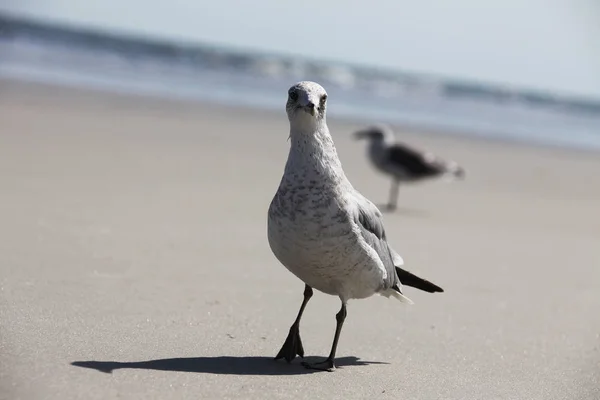 Gaivota Costa Atlântica Flórida — Fotografia de Stock