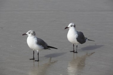Florida 'nın Atlantik kıyısındaki martı