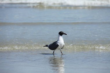 Florida 'nın Atlantik kıyısındaki martı