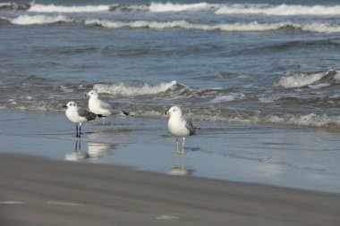 Florida 'nın Atlantik kıyısındaki martı