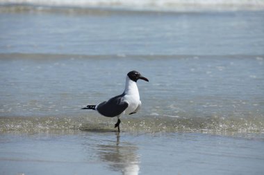 Florida 'nın Atlantik kıyısındaki martı