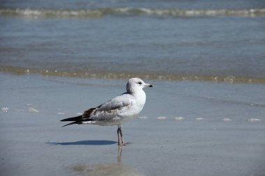 Florida 'nın Atlantik kıyısındaki martı