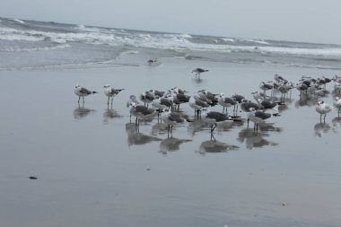 Florida 'nın Atlantik kıyısındaki martı