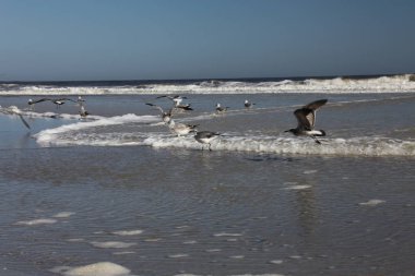 Florida 'nın Atlantik kıyısındaki martı