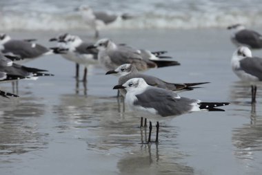 Florida 'nın Atlantik kıyısındaki martı