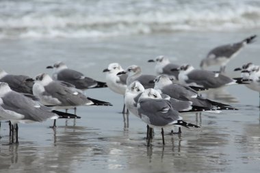 Florida 'nın Atlantik kıyısındaki martı