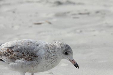 Florida 'nın Atlantik kıyısındaki martı