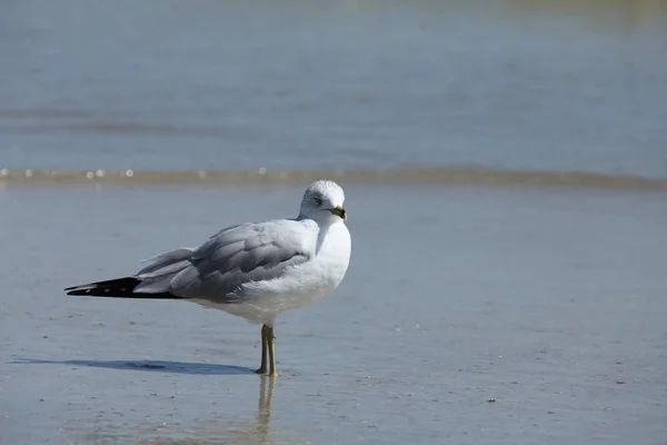 Gabbiano Sulla Costa Atlantica Della Florida — Foto Stock