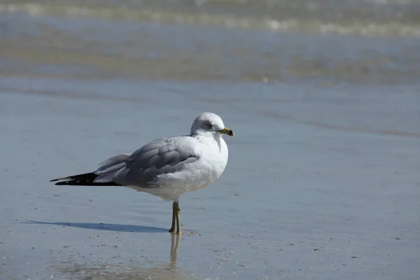 Mouette Sur Côte Atlantique Floride — Photo