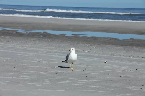 Gaviota Costa Atlántica Florida — Foto de Stock