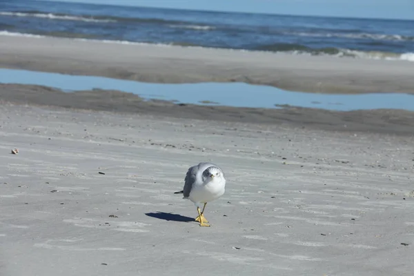 Seagull Atlantic Coast Florida — Stock Photo, Image