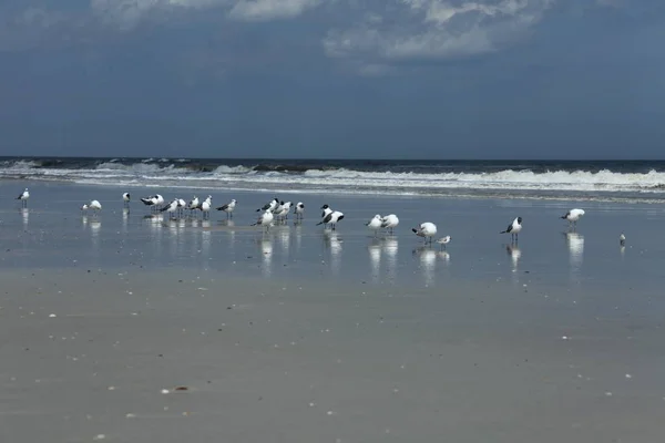 Möwe Der Atlantikküste Floridas — Stockfoto